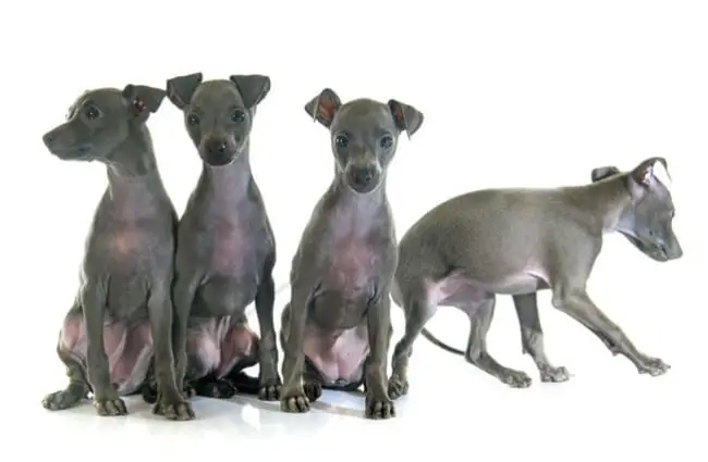 Italian Greyhound puppies. Photo by: (c) cynoclub www.fotosearch.com