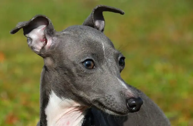 Closeup of an Italian Greyhound&#039;s face. Photo by: (c) cynoclub www.fotosearch.com