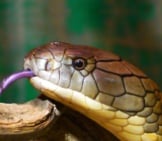 Closeup Of A King Cobra Face. 