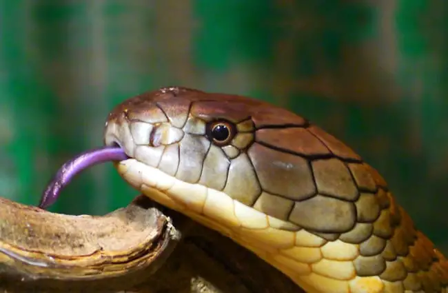 Closeup of a King Cobra face. 