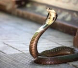 King Cobra Snake On The Patio. Photo By: (C) Potowizard Www.fotosearch.com