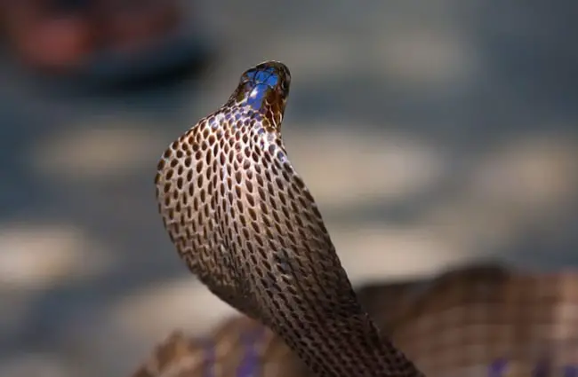 King cobra snake in northern India. (c) olegd www.fotosearch.com