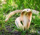 King Cobra In The Grass.photo By: (C) Wonderisland Www.fotosearch.com