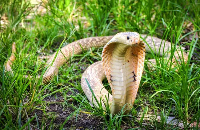 king cobra eating human