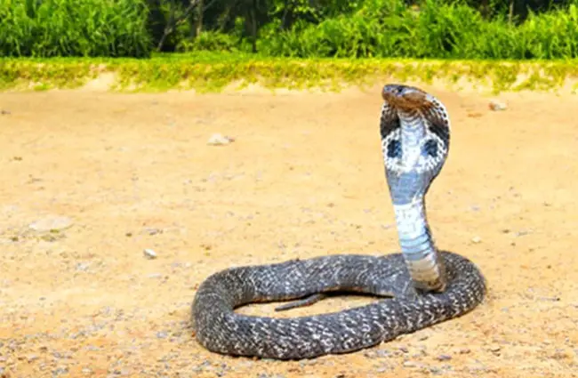 Wild King Cobra, spreading its hood. Photo by: (c) Alinamd www.fotosearch.com