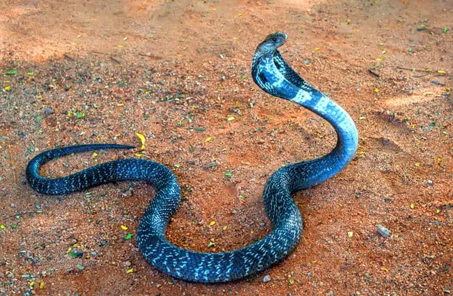 Wild Indian cobra spreading its hood. Photo by: (c) Oskanov www.fotosearch.com