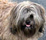 Lhasa Apso With His Hair Grown Over His Eyes. Photo By: John Https://Creativecommons.org/Licenses/By/2.0/