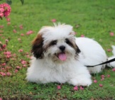 Portrait Of A Young Lhasa Apso In The Garden.