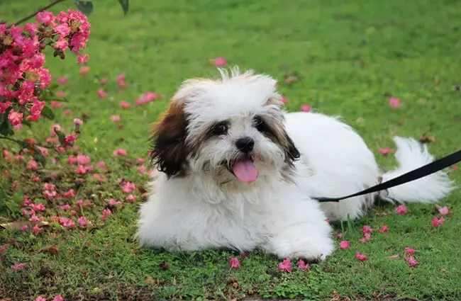 Portrait of a young Lhasa Apso in the garden.