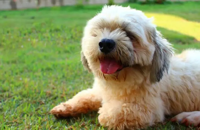 Lhasa Apso relaxing on the lawn.
