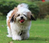 Lhasa Apso Playing Ball In The Yard.