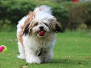 Lhasa Apso Lhasa Apso playing ball in the yard.