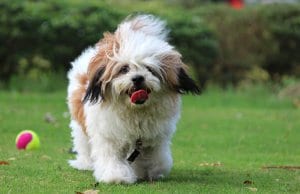 Lhasa Apso playing ball in the yard.
