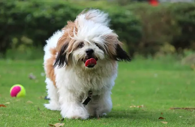Lhasa Apso playing ball in the yard.