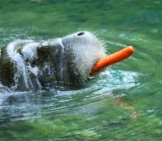 Manatee Moving Away With His Carrot Treat. Photo By: John Flannery Https://Creativecommons.org/Licenses/By-Sa/2.0/