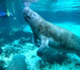 Diver Approaches The Docile Manatee.