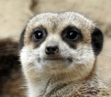 Closeup Of A Meerkat Face.