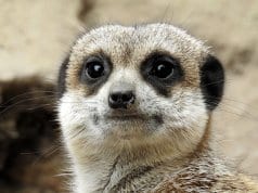 Closeup of a meerkat face.