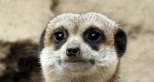 Closeup of a meerkat face.