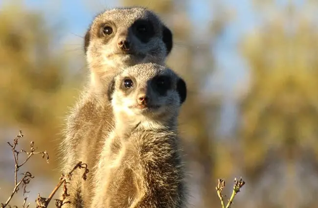 A pair of meerkat curious about the camera.