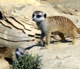 An Adult And Young Meerkat Foraging.