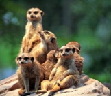 A Clan Of Meerkat Lounging In The Evening Sunlight.