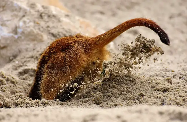 Meerkat digging a tunnel entrance.