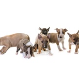 Litter Of Miniature Bull Terrier Puppies. Photo By: (C) Cynoclub Www.fotosearch.com