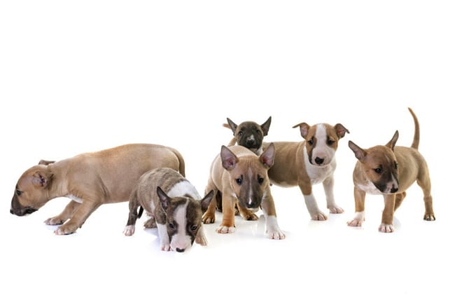 Litter of Miniature Bull Terrier puppies. Photo by: (c) cynoclub www.fotosearch.com