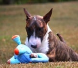 Brindle Miniature Bull Terrier With His Chew Toy.
