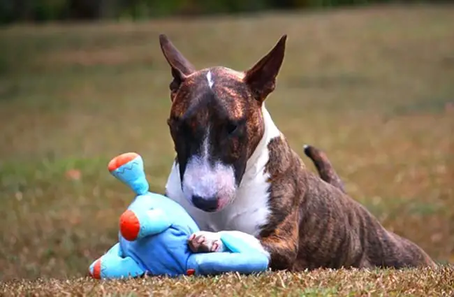 Brindle Miniature Bull Terrier with his chew toy.