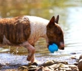 Miniature Bull Terrier Playing With His Ball In The River. Photo By: (C) Buchsammy Www.fotosearch.com