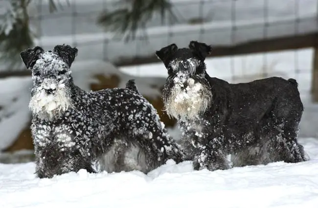 A pair of black Miniature Schnauzers playing in the snow. Photo by: SheltieBoy https://creativecommons.org/licenses/by/2.0/ 