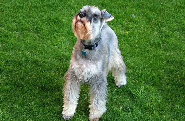 Silver Miniature Schnauzer posing in the yard. Photo by: Jonathan Oakley https://creativecommons.org/licenses/by/2.0/