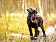 Miniature Schnauzer Black Miniature Schnauzer on a walk through the woods.