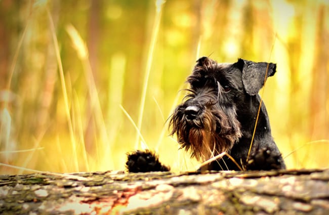 Black Miniature Schnauzer peeking over a log.