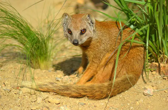 Yellow Mongoose.