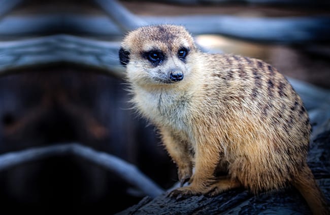 Mongoose on a driftwood branch.