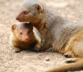 Mongoose With One Of Her Babies.