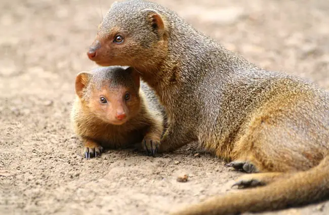 Mongoose with one of her babies.