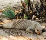 Striped Mongoose Napping In The Shade.