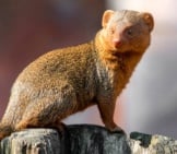 Portrait Of A Mongoose.