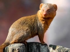 Portrait of a Mongoose.