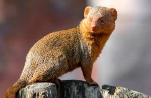 Portrait of a Mongoose.