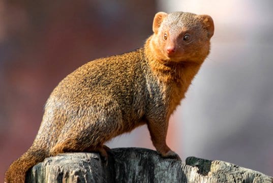 Portrait of a Mongoose.
