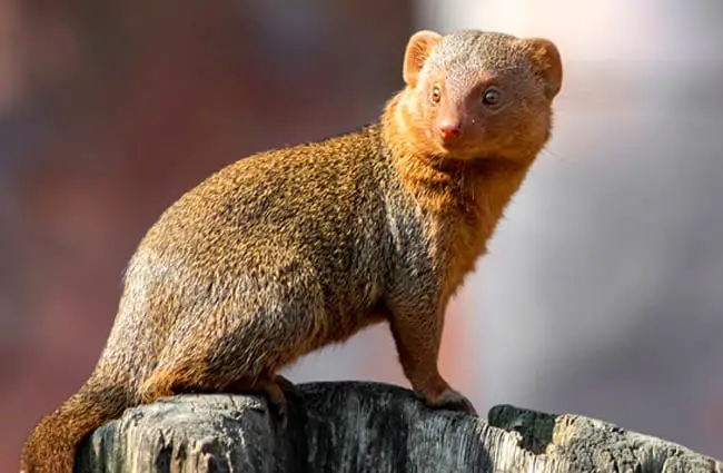 Mongoose - Description, Habitat, Image, Diet, and Interesting Facts