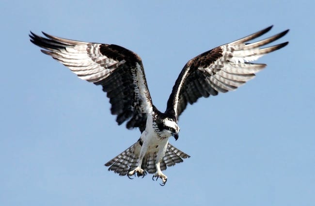 Osprey preparing to dive on its prey.