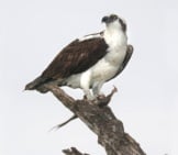 Osprey In Profile.