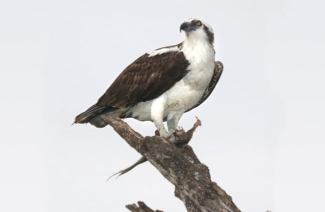 Osprey in profile.