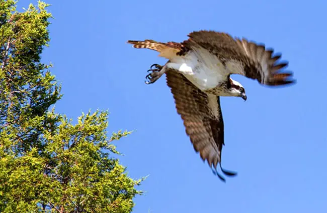 Osprey in flight.